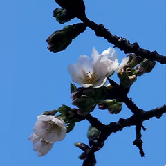 桜/Flower/風景/いい天気 🌺🍹🐊🍉🌴🌺🌴

🎾コート横に桜🌸が2個…(1枚目)