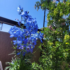 ベランダガーデン/Flower/風景/春/空/いい天気 🌺🍹🐊🍉🌴🌺🌴

🌴🦩青💙がいい感じです…(1枚目)