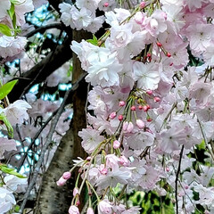 いい天気/Flower/桜/風景 🌺🍹🐊🍉🌴🌺🌴

🌴🦩まだ🍃🌸🍃蕾のとこ…(1枚目)