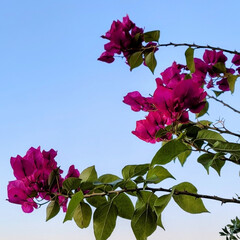 ベランダガーデン/Flower/風景 🌺🍹🐊🍉🌴🌺🌴今日の朝

🌴🦩最長咲いて…(1枚目)