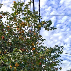 ガーデン 🌈🌴🦚🌺🍂🍁🌾🍄

大きい柿が🍊🍊🍊🍊🍊…(1枚目)