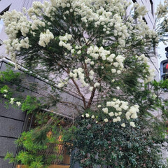 ガーデン/風景/Flower 🌺🍹🐊🍉🌴🌺🌴❀.(*´▽`*)❀.ｵﾊ…(3枚目)