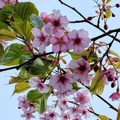 Flower/風景/空 🌺🍹🐊🍉🌴🌺🌴

🌴🦩今週は葉桜になって…(1枚目)