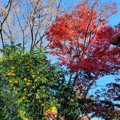風景/紅葉🍁/空/ガーデン 🌺🍹🐊🍉🌴🌻🌴🍍

🌴🦩青空に映えるです…(1枚目)