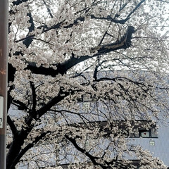 風景/Flower/桜/春 🌺🍹🐊🍉🌴🌺🌴٩(*´︶`*)۶おはよ〜…(1枚目)