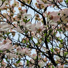 春/Flower/風景 🌺🍹🐊🍉🌴🌺🌴

🌴🦩ハナミズキも咲き🍃…(2枚目)