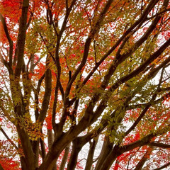 風景/紅葉 🌈🌴🌺🦚🍂🍁🌾🍄

🌲木の枝がいい感じで…(1枚目)