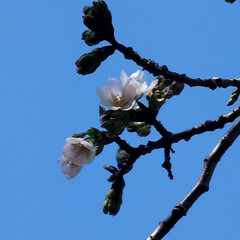 桜/Flower/風景/いい天気 🌺🍹🐊🍉🌴🌺🌴

🎾コート横に桜🌸が2個…(2枚目)