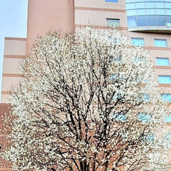 Flower 🌋🌴🌊🌺🌈🍃🌸🐝🌸🍃

ホテルの前の大木…(1枚目)