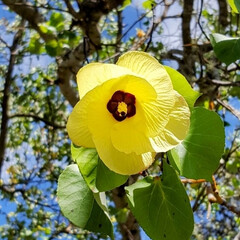 ハワイ島/Flower/ガーデン/wikipedia/キラウエア火山 🌺🍹🐊🍉🌴🌻🌴🍍

🌴🦩٩(*´︶`*)…(1枚目)