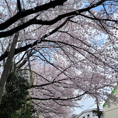 風景/ガーデン/🌸🍃SAKURA🌸🌿 🌺🍹🐊🍉🌴🌺🌴

🌴🦩今日の桜🍃🌸🍃風景…(1枚目)