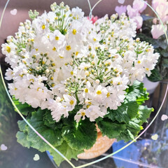 ベランダガーデン/Flower/風景 🌋🌴🌊🌺🌈🌺🌴

🌴🦩プリムラ.ホワイト…(1枚目)