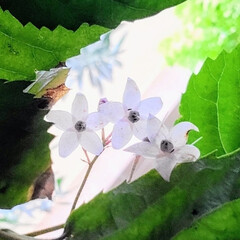 ベランダガーデン/Flower 🌺🍹🐊🍉🌴🌻🌴🍍

足元に咲いてるお花で…(1枚目)