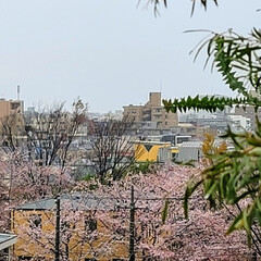Flower/🌸🍃SAKURA🌸🌿/風景 🌺🍹🐊🍉🌴🌺🌴

🌴🦩桜の咲いてた時の夕…(2枚目)