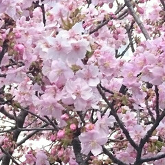 「会社の帰り道
早咲きの💮桜を
見つけて綺…」(1枚目)