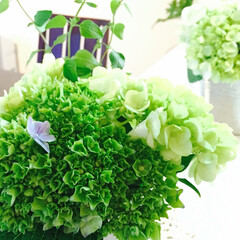 紫陽花/グリーン/インテリア 鮮やかなグリーン色に惹かれて購入。花や緑…(1枚目)