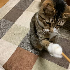 ペット/猫/にゃんこ同好会 編み棒が重いと思ったら…(1枚目)