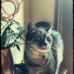 ファッション/ハンドメイド/猫/首輪 うち猫の首輪を襟っぽく作りました。昔のC…(1枚目)