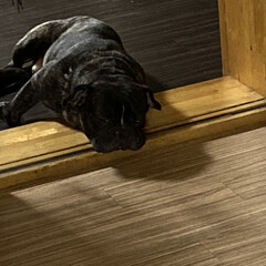 愛犬/フレンチブルドッグ/フォロー大歓迎 我が家の愛犬BOSS
黒いから、目が分か…(1枚目)