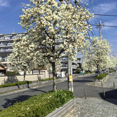 散歩🚶♂️ 自宅近くの散歩道で、今年も木蓮の花が満開…(1枚目)