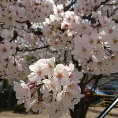 桜/公園/花見 桜が満開(2枚目)