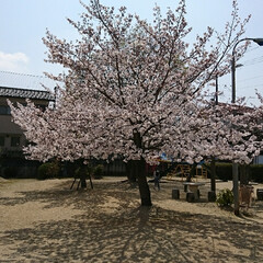 桜/公園/花見 桜が満開(1枚目)