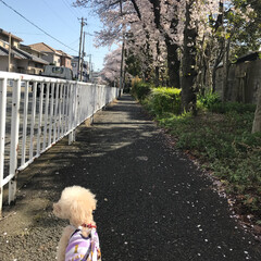 散歩/ペット/おでかけ お散歩🐾
★
満開の桜🌸
★
元気に歩い…(1枚目)