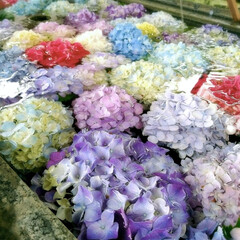 おでかけワンショット 近所の神社にお参りに。
手水舎に紫陽花が…(1枚目)