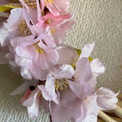 春リース/桜アレンジメント/さくら/リース/造花/アレンジメントリース/... 一足早く春が来た！

サクラの花でアレン…(4枚目)