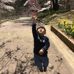 成長/公園/春/桜/子供/春のフォト投稿キャンペーン/... とどいた！！大きくなったね☺️(1枚目)