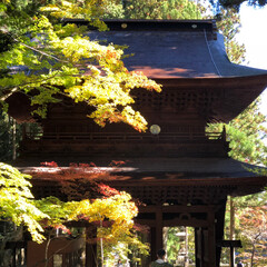 お寺/紅葉/秋/おでかけ 光前寺に寄ったら紅葉が綺麗でした。(1枚目)