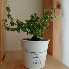 カインズ 観葉植物のある暮らしのフォトまとめ Limia リミア