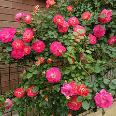つるバラ/ガーデニング/暮らし 咲き始めは赤く開くとピンクになる我が家の…(1枚目)