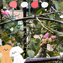 川津桜🌸 近所の公園の川津桜🌸が咲いていました。
…(4枚目)