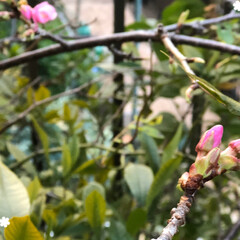 川津桜🌸 近所の公園の川津桜🌸が咲いていました。
…(3枚目)