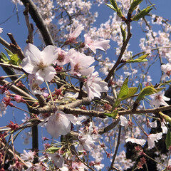 花見🌸/枝垂れ桜 24日の水曜日に近所のお寺の枝垂れ桜を
…(5枚目)