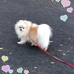 わんこ同好会/わんこ大好き/ピンクのポインセチア/丹沢の山🏔/富士山🗻/楽しそうです/... 今日のあ散歩です。
まりんは楽しそうです…(2枚目)