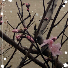 まりん/桃の花🌸/雨☔️から雪☃️ こんにちは😊
今日は雨☔️でしたが、先ほ…(2枚目)