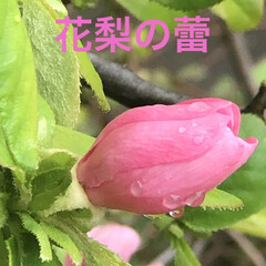 ムスカリ/フリージャ/花梨の木/山桜/まりん こんばんは♪
まりんです😊
花梨の木に花…(6枚目)