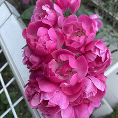 薔薇の花/ブーゲンビリアの花/まりん/富士山/わんこ同好会/わんこ大好き おはようございます♬
ずいぶん寒くなって…(7枚目)