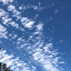 フォロー大歓迎/季節/わんこ同好会/わんこ/大好きな梨/まりん/... 秋の空は高いですね。
青い空に雲がたくさ…(3枚目)