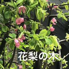 ムスカリ/フリージャ/花梨の木/山桜/まりん こんばんは♪
まりんです😊
花梨の木に花…(4枚目)