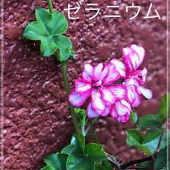 Sumiが投稿したフォト アイビーゼラニウムです この花は 3色の花が咲きますよ 19 04 07 22 25 Limia リミア