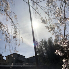 花見🌸/枝垂れ桜 24日の水曜日に近所のお寺の枝垂れ桜を
…(3枚目)