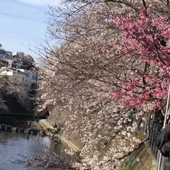 花見🌸/枝垂れ桜 24日の水曜日に近所のお寺の枝垂れ桜を
…(9枚目)