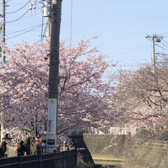 花見🌸/枝垂れ桜 24日の水曜日に近所のお寺の枝垂れ桜を
…(7枚目)