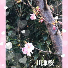 川津桜🌸 近所の公園の川津桜🌸が咲いていました。
…(2枚目)