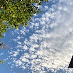 フォロー大歓迎/季節/わんこ同好会/わんこ/大好きな梨/まりん/... 秋の空は高いですね。
青い空に雲がたくさ…(1枚目)