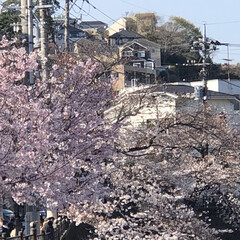 花見🌸/枝垂れ桜 24日の水曜日に近所のお寺の枝垂れ桜を
…(8枚目)