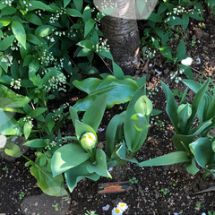 庭の花🌸/チューリップ/アザレアと花かんざし/マーガレット マーガレットが綺麗です😊
アザレアと花か…(3枚目)
